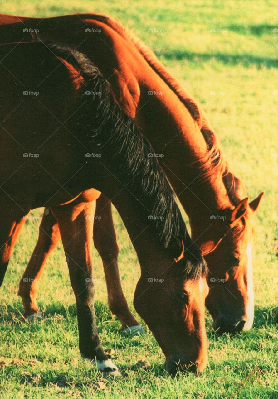 Horses grazing