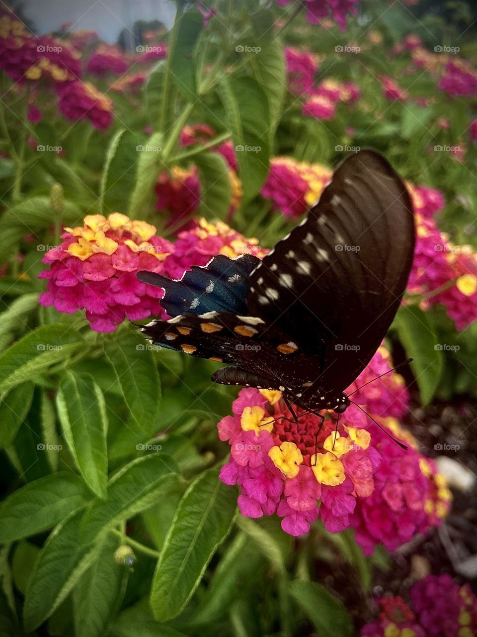 Butterfly on Flower