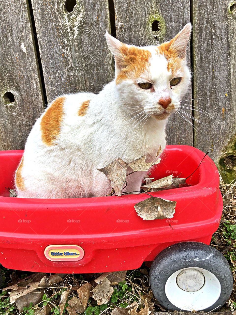 Cat in little wagon