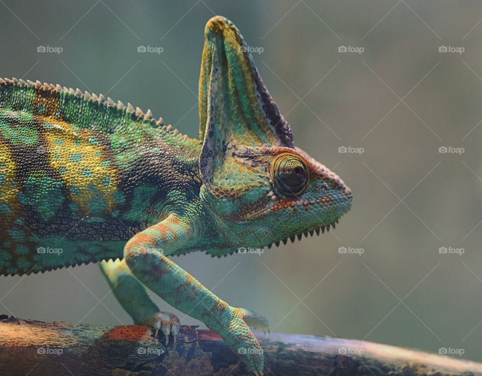 Chameleon changing