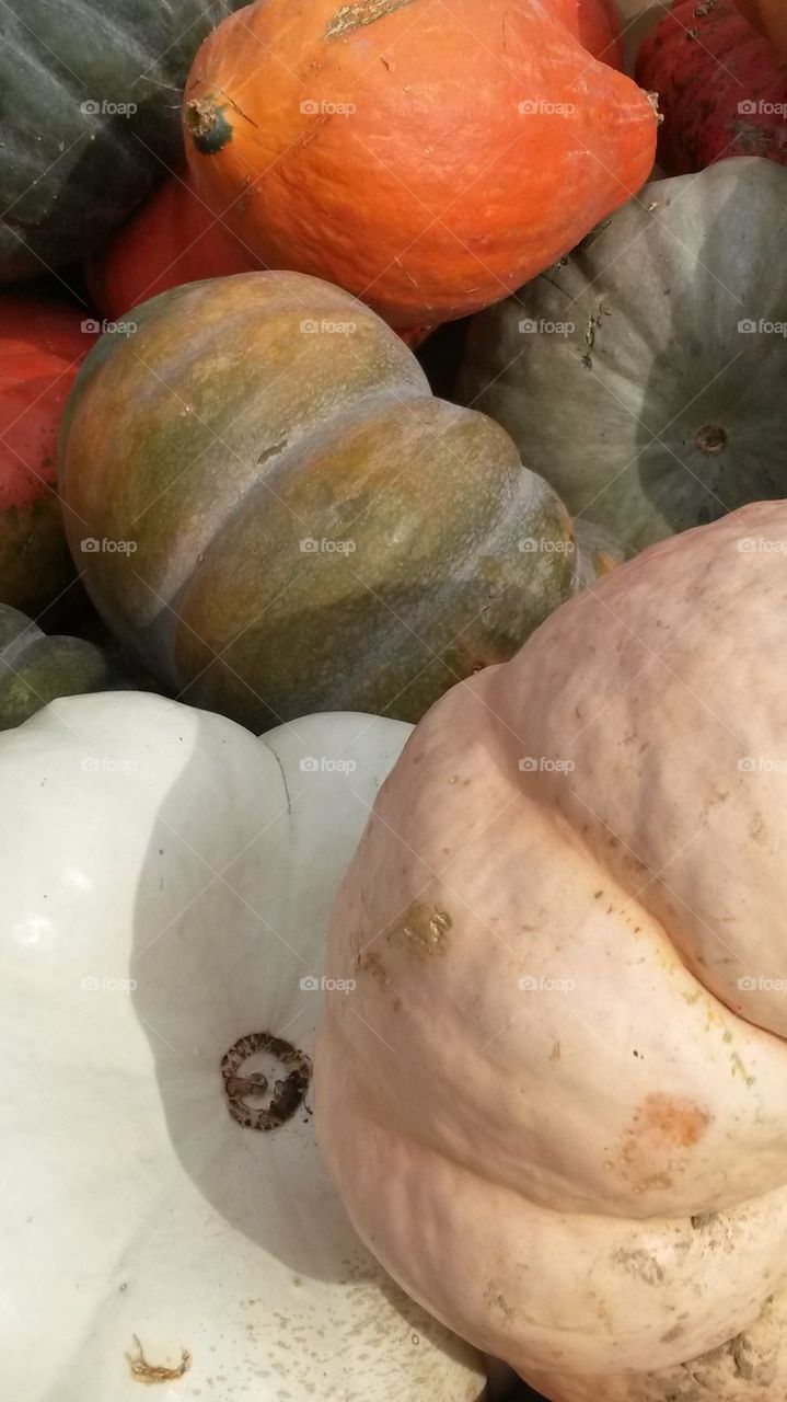 Pumpkins Galore!