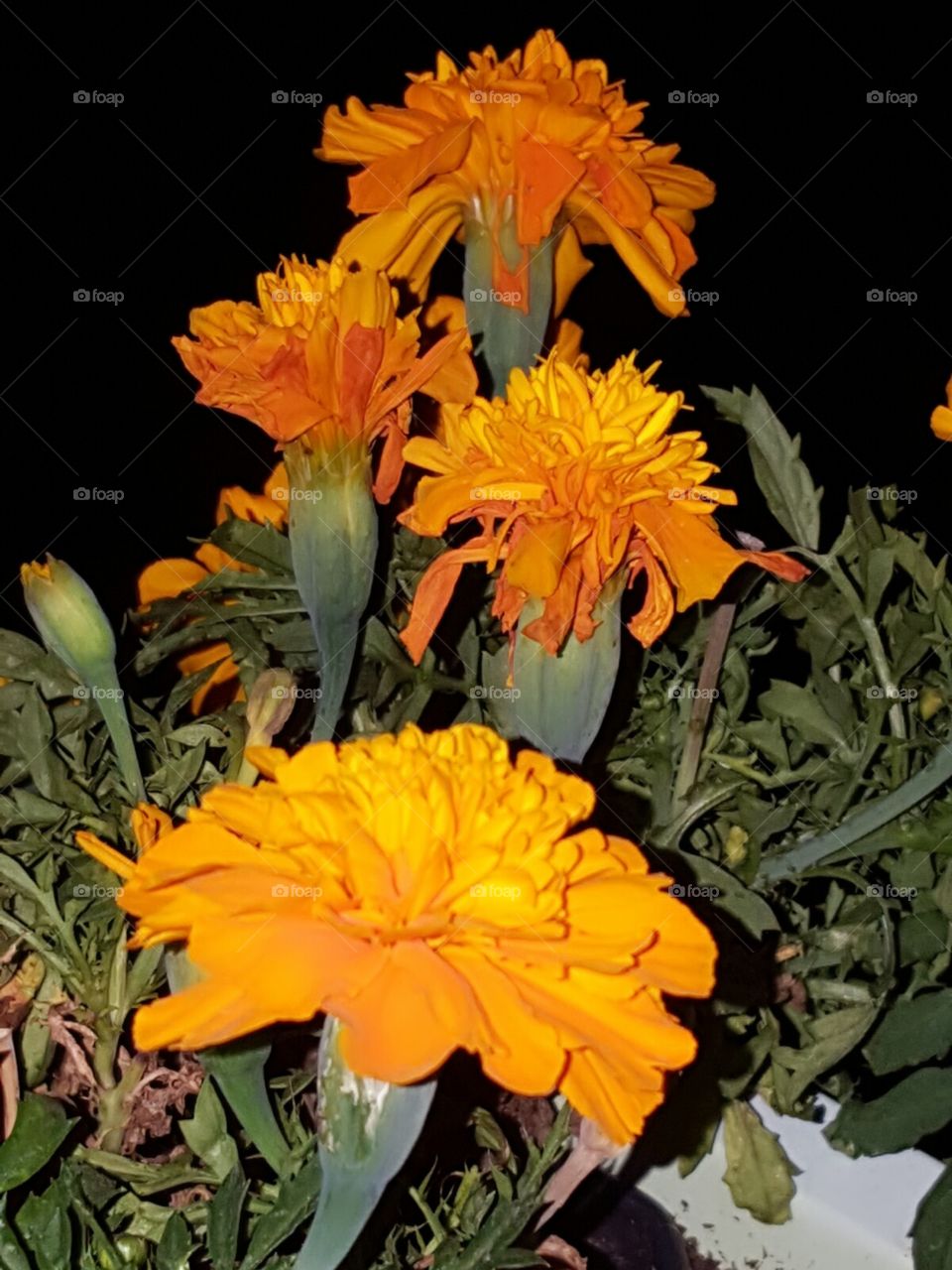 Blumen bei Nacht