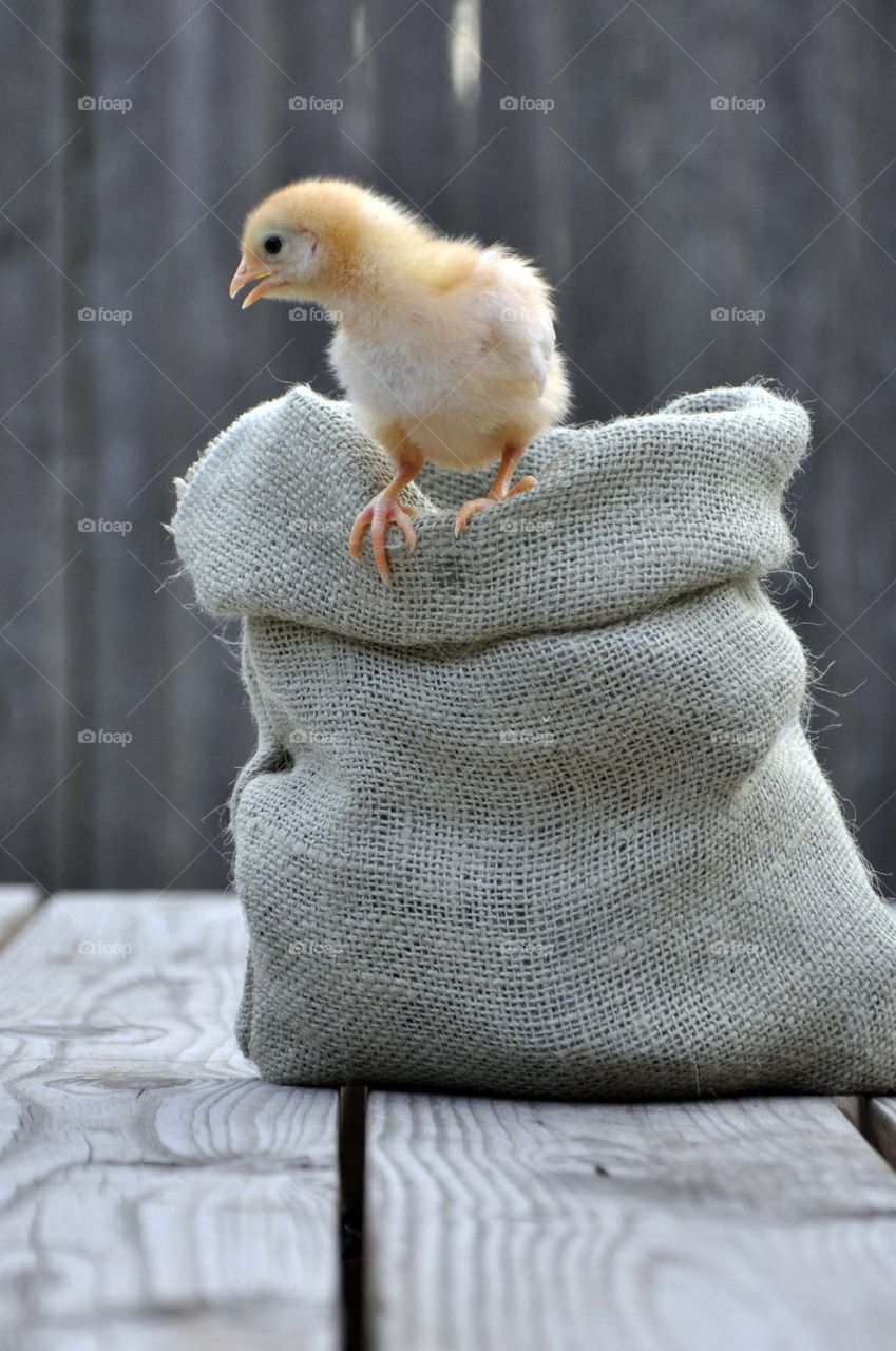 Baby Chick on top of small burlap sack