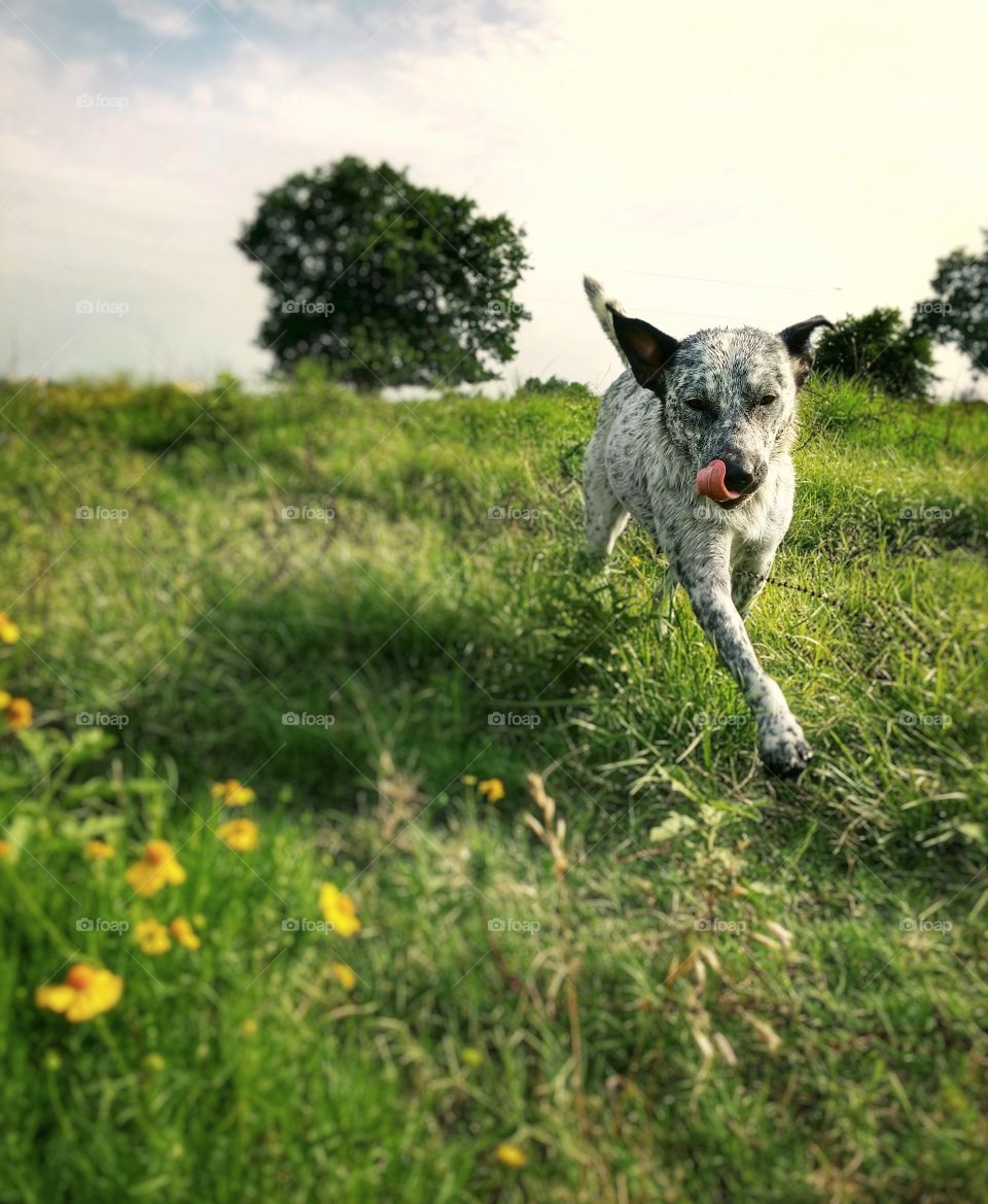 A blue heeler running down a hill with yellow wildflowers