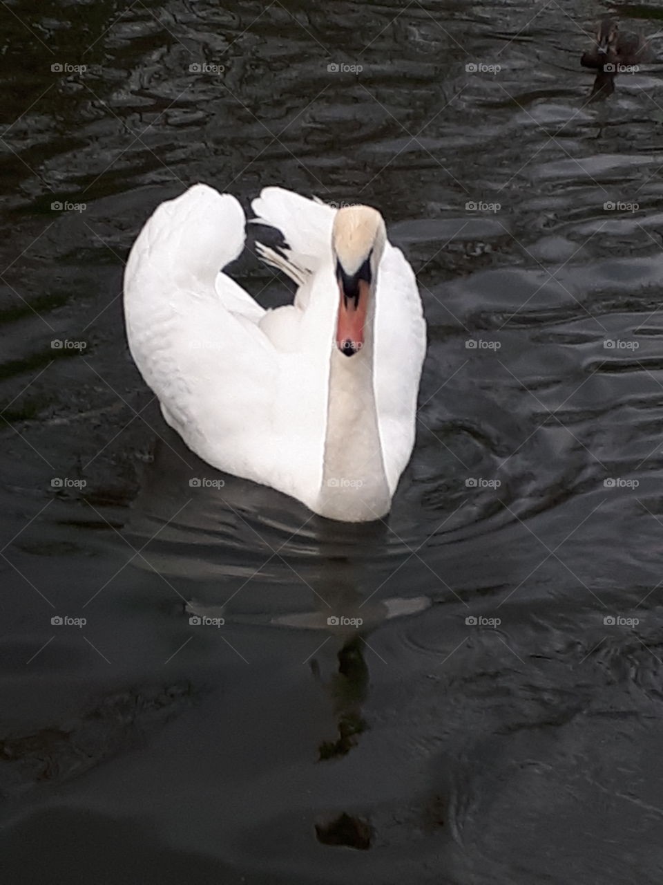 Mute Swan