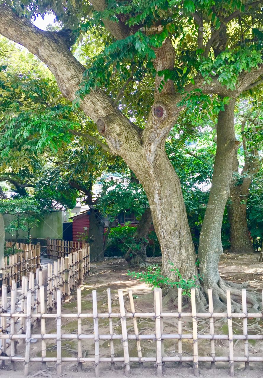 Kamakura 