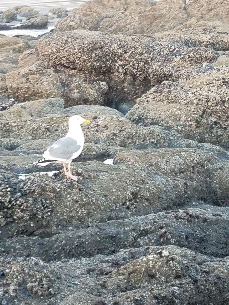 seagull white gray