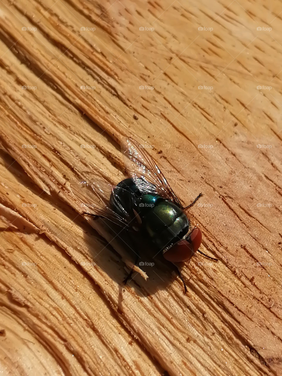 Close-up of Greenbottle - Chrysomya rufifacies
 fly sitting on wooden log.They are also known as Hairy maggot blowfly.