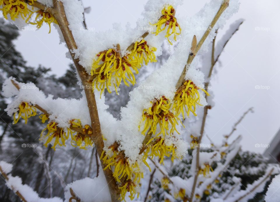 witch hazel flowers