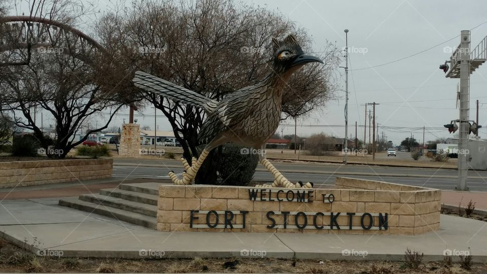 Roadrunner, Fort Stockton, TX