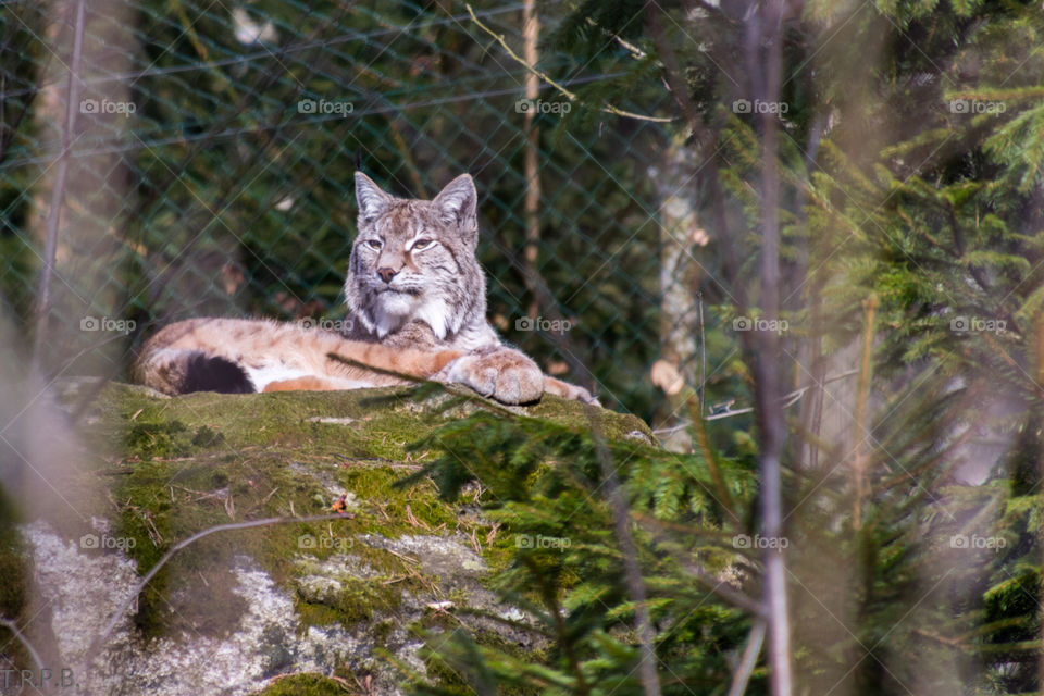 the lynx is one of the close relatives of our house cats but you don't want to be it's scratching post