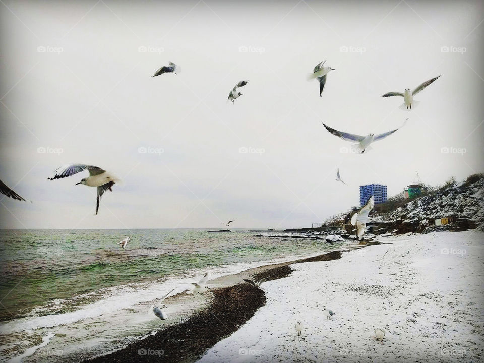 The atmosphere situation when the air’s movements because of seagulls’ wings flapping are much stronger than the wind by the sea (or rather its complete absence) 🌊