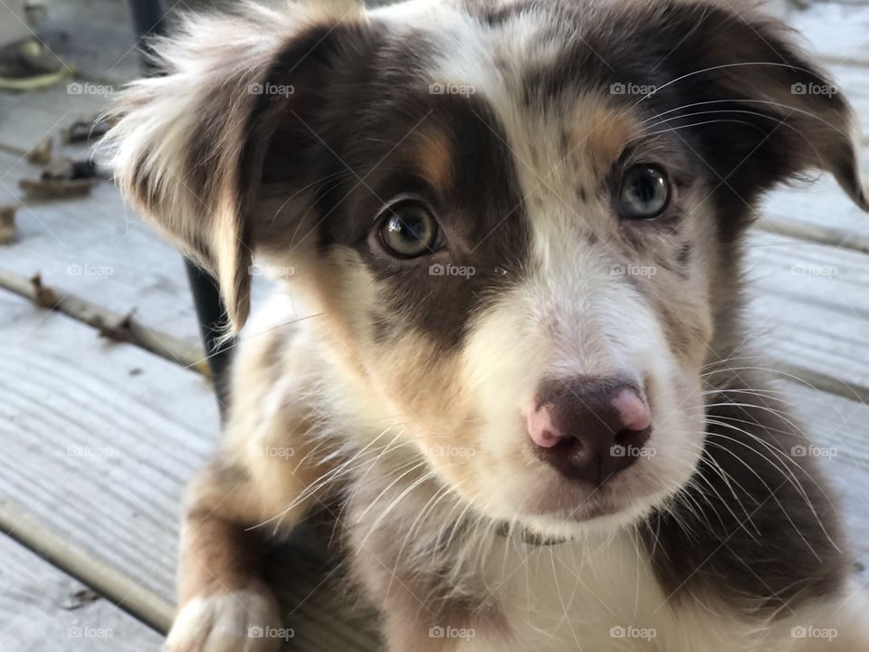 Close Up of Australian Shepherd Pup