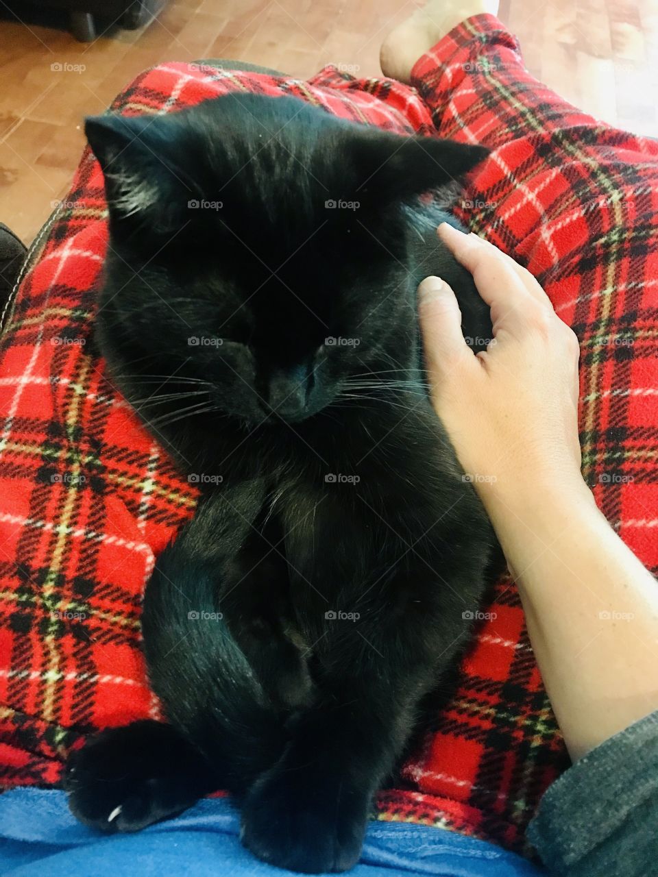 Every morning my little black kitty and I enjoy our secret ritual of cuddling together before breakfast. 