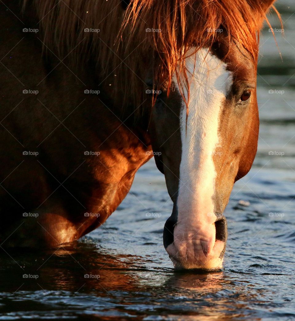 Wild Stallion in Morning Light