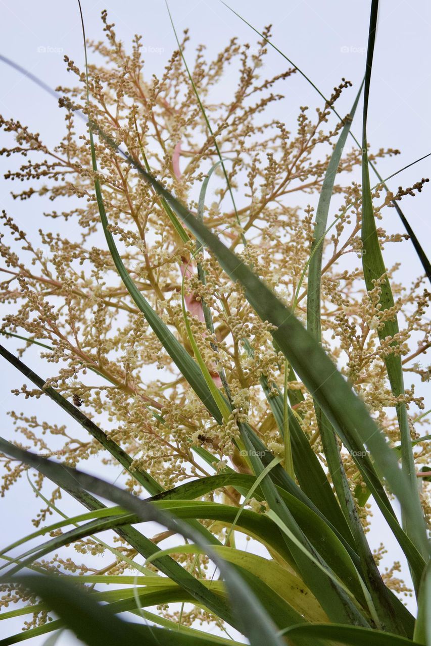 Pony Tail Palm Blooms