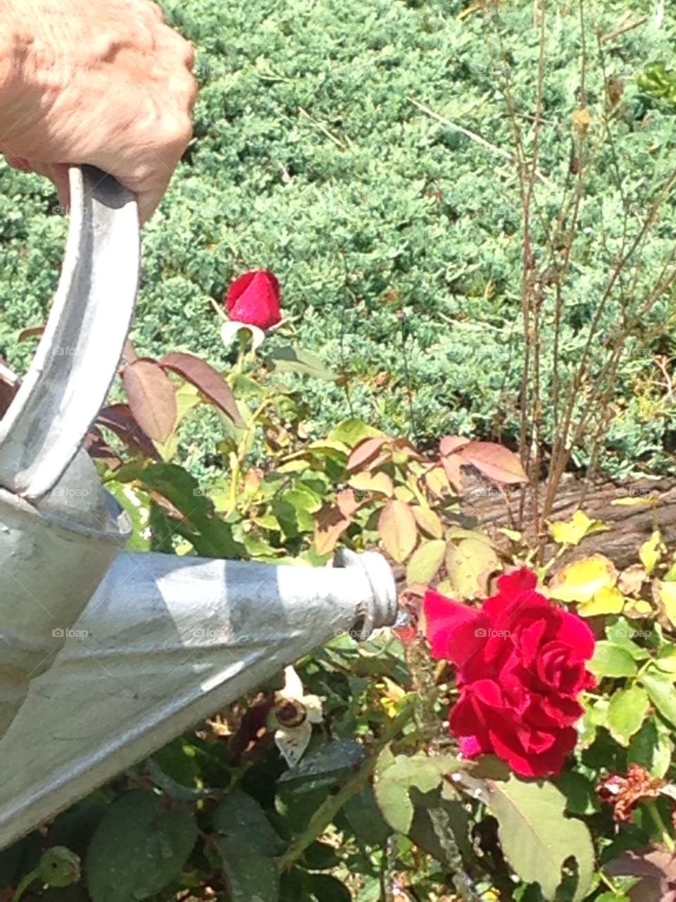 Caring for the roses, giving them water 