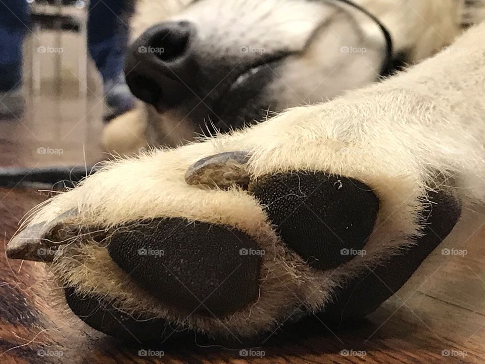 Big paw and nose of sleeping white wolf