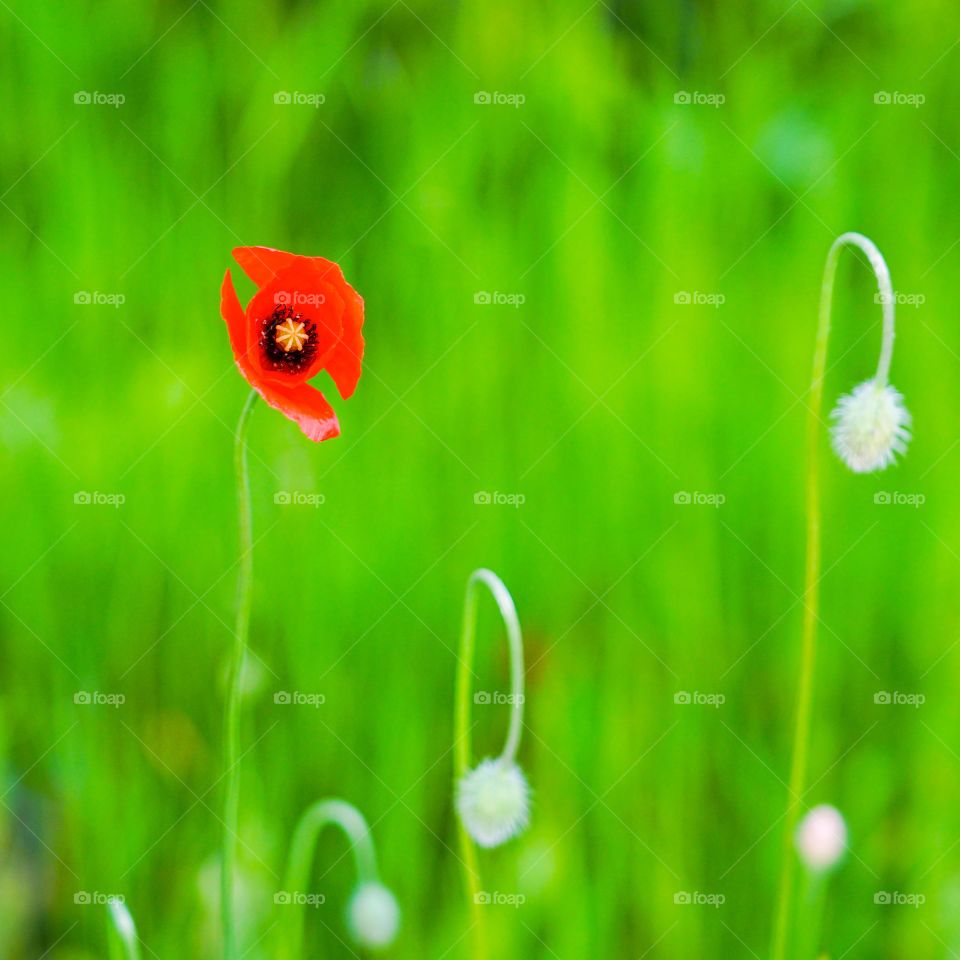 red poppy flower on a green blurred backgroundu