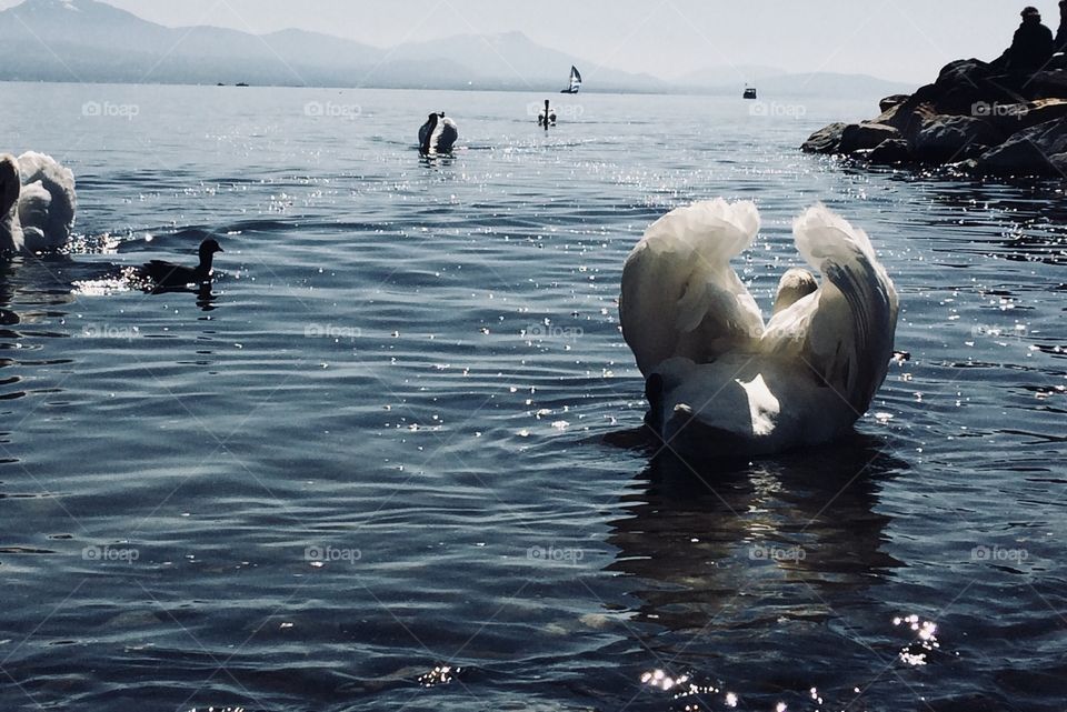 Swan and lake