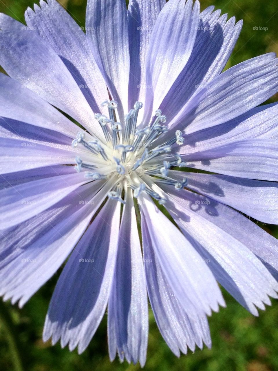 Blue flower