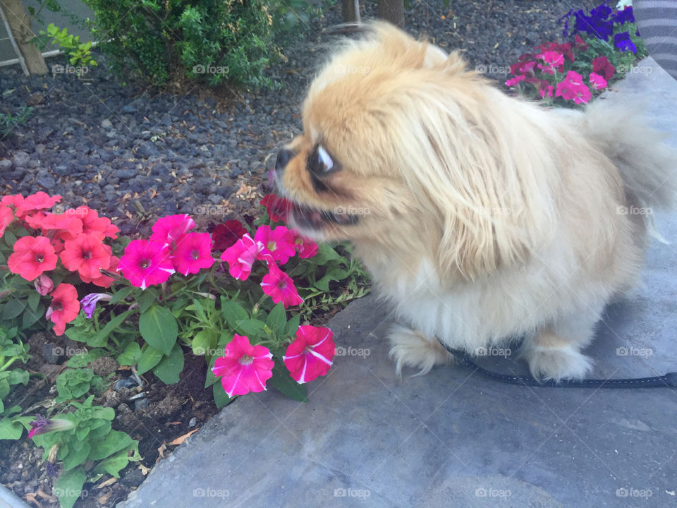 Dog, No Person, Mammal, Flower, Pet