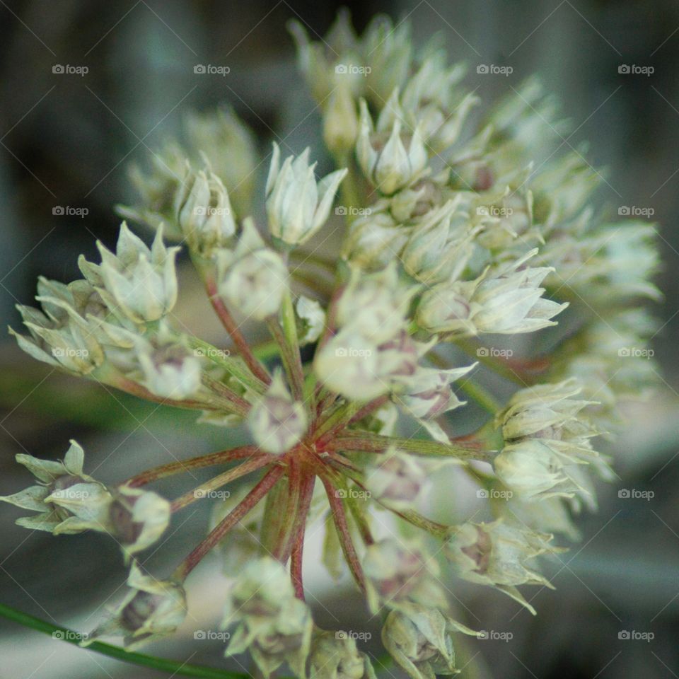 wild onion