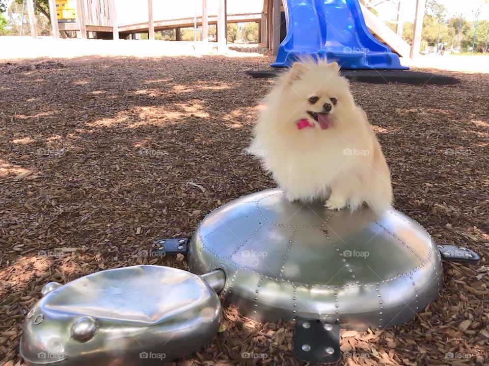Pomerania dog sitting on turtle toy at the Duck Park Mentone Melbourne 