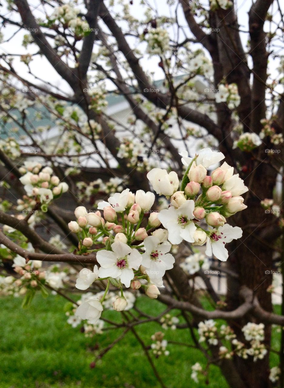 Close-up of flowers