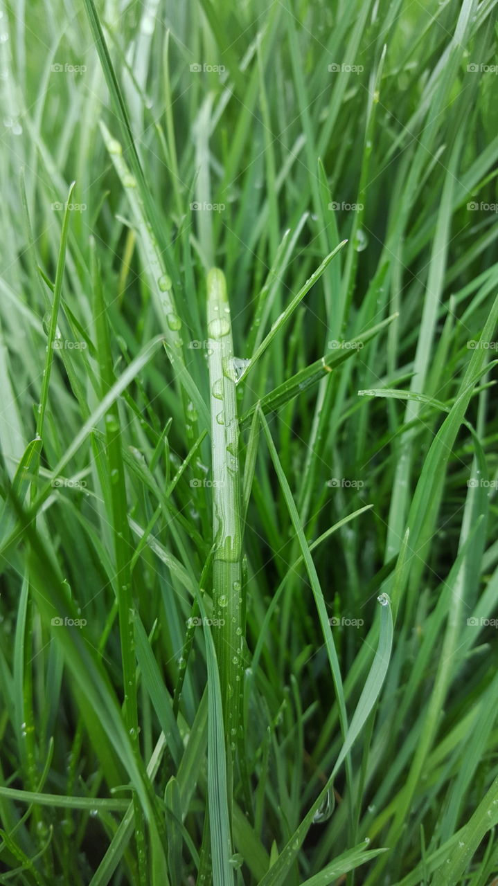 Dew on grass