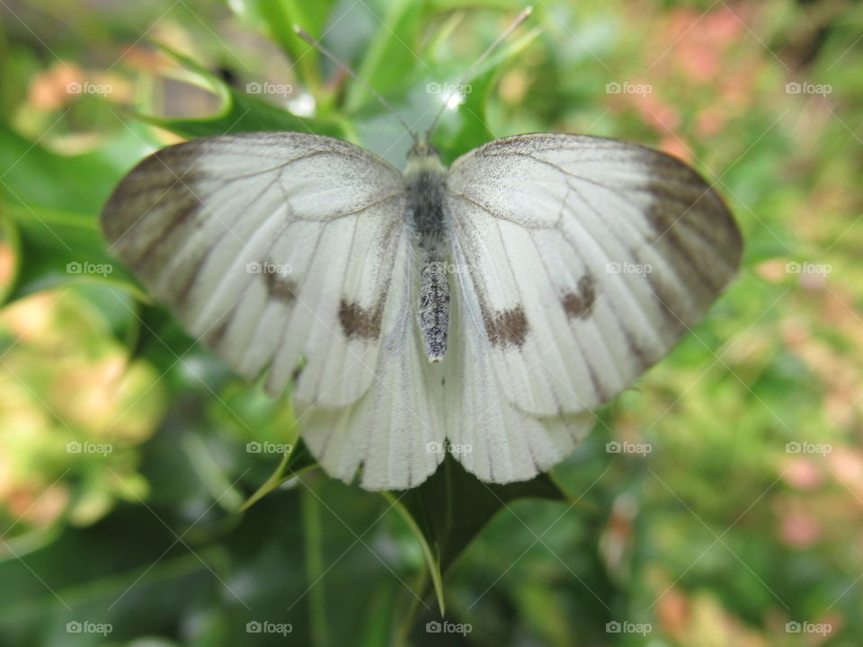 Cabbage white butterfly