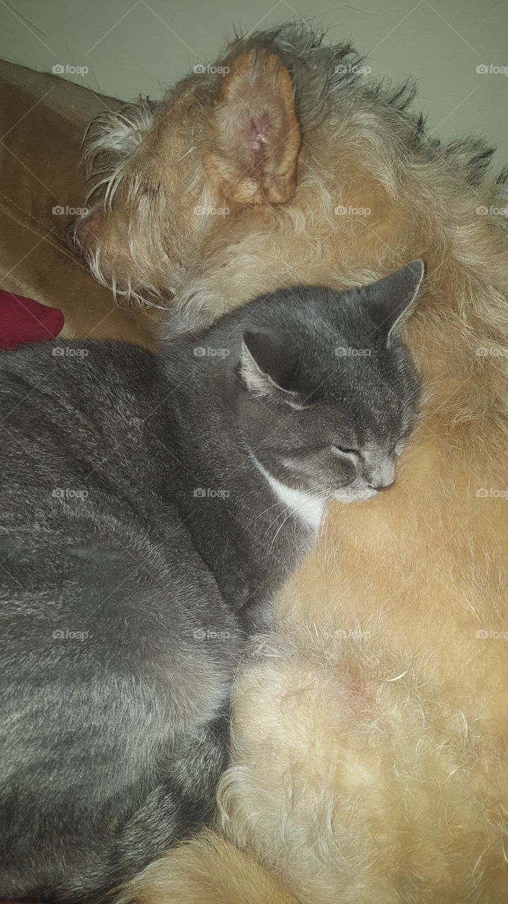 cute grey cat snuggling dog