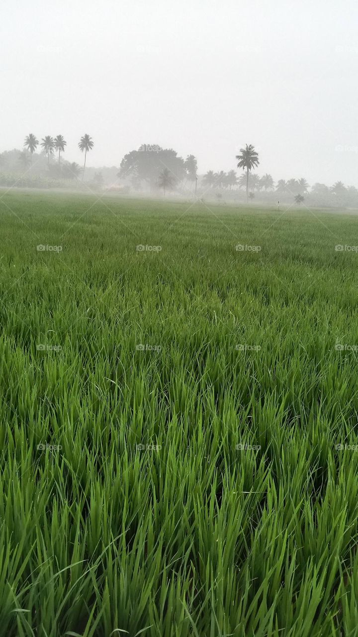 nature in agriculture land