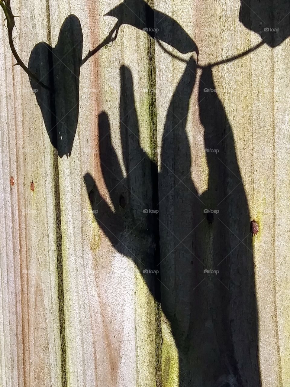 shadow hand pulls at shadow vine