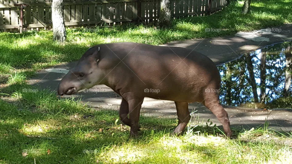 Tapir