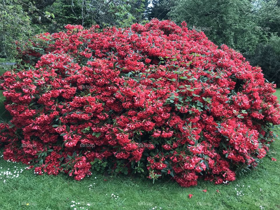 Flowers in Bloom. Stunning rhododendron. 