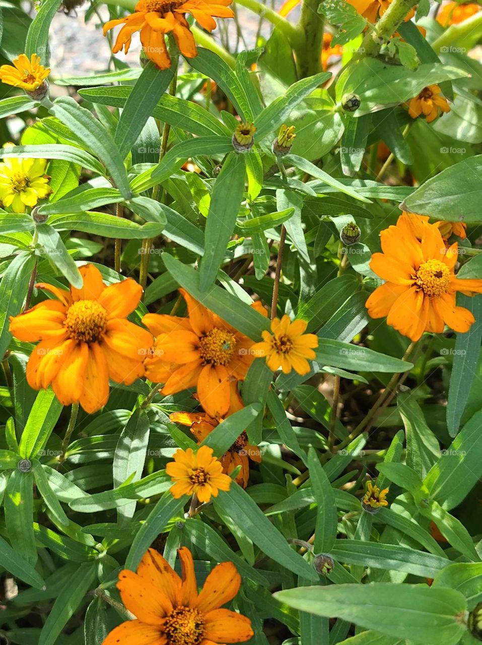 Orange flowers