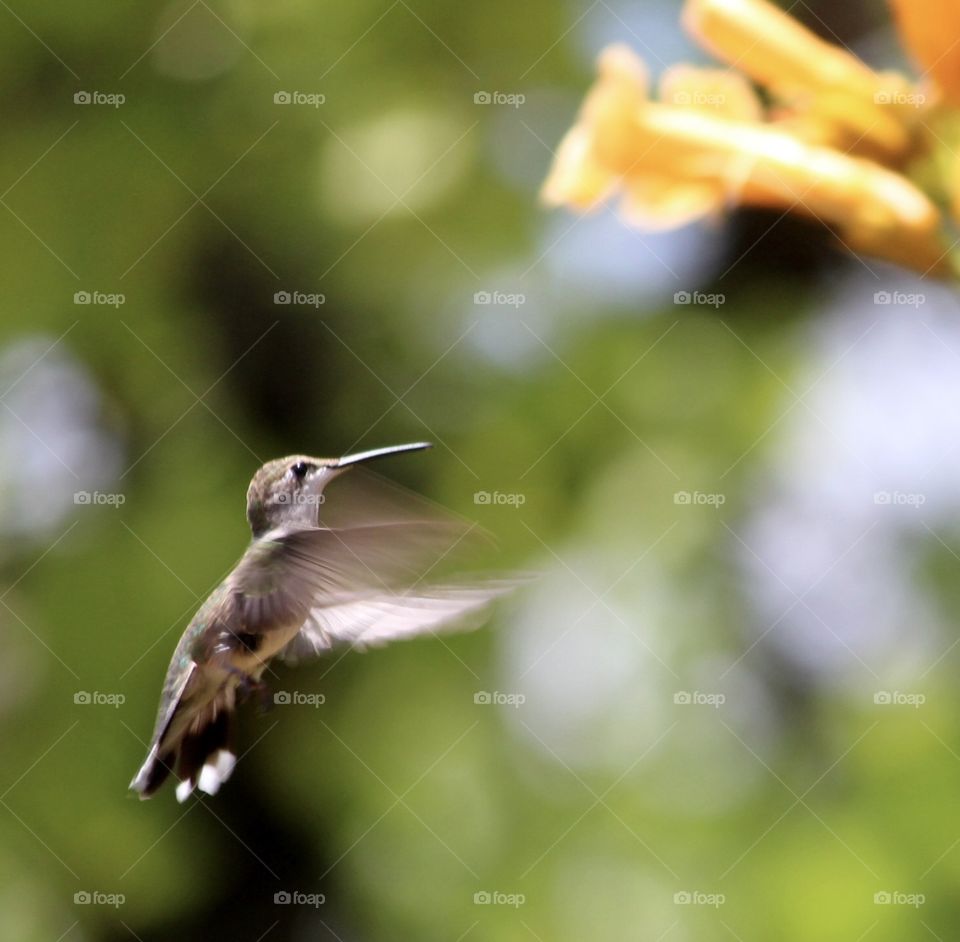 Hummingbird in Flight For Nectar