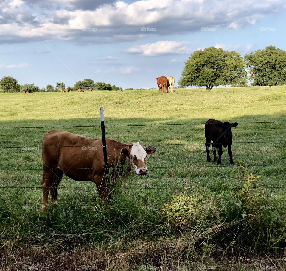 Cows in the Pasture