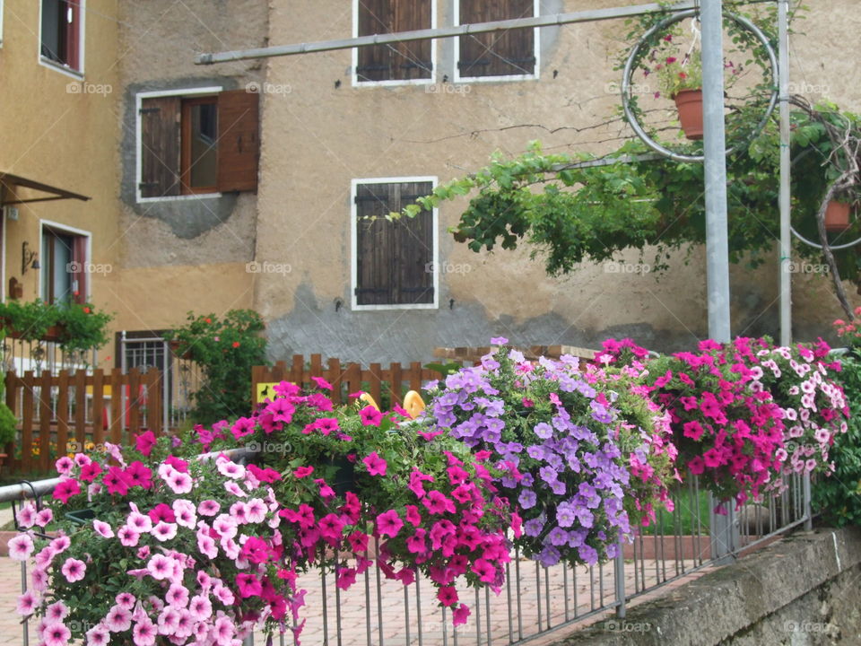 flowers in the mountain's village