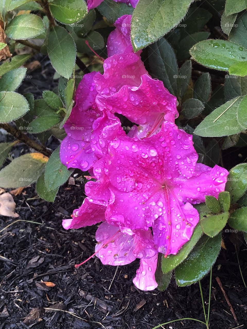 Bright pink azalea flowers petals stamens blossoms blooming green leaves foliage backyard neighborhood landscaping garden