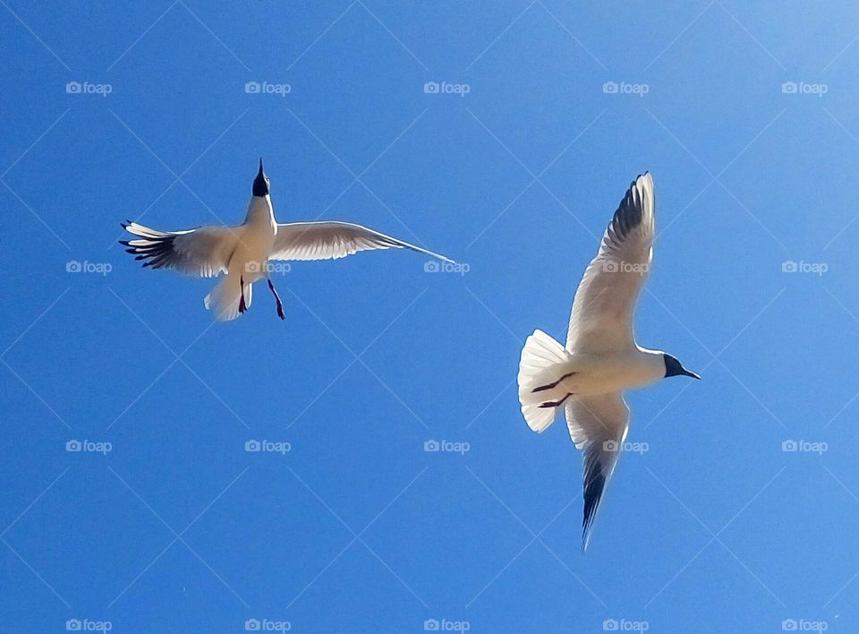 Flight of two birds🕊️🕊️