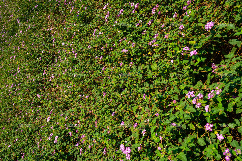 Lantana montevidensis is a small evergreen spreading ground cover it has masses of mauve flowers all year round