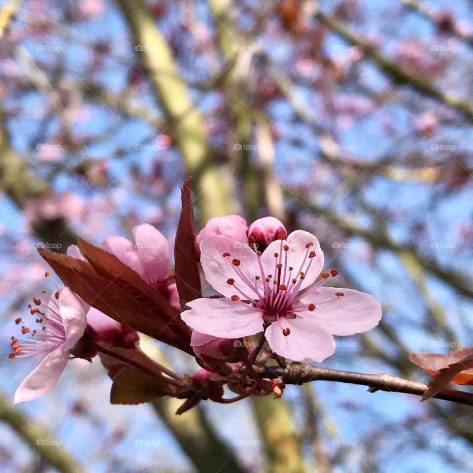 Cherry blossom in our garden 