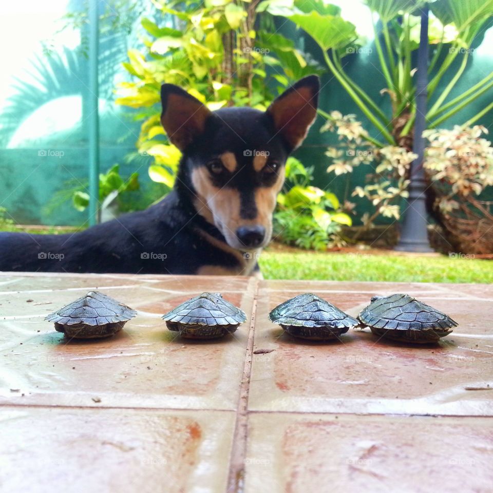 Turtles vs Dog