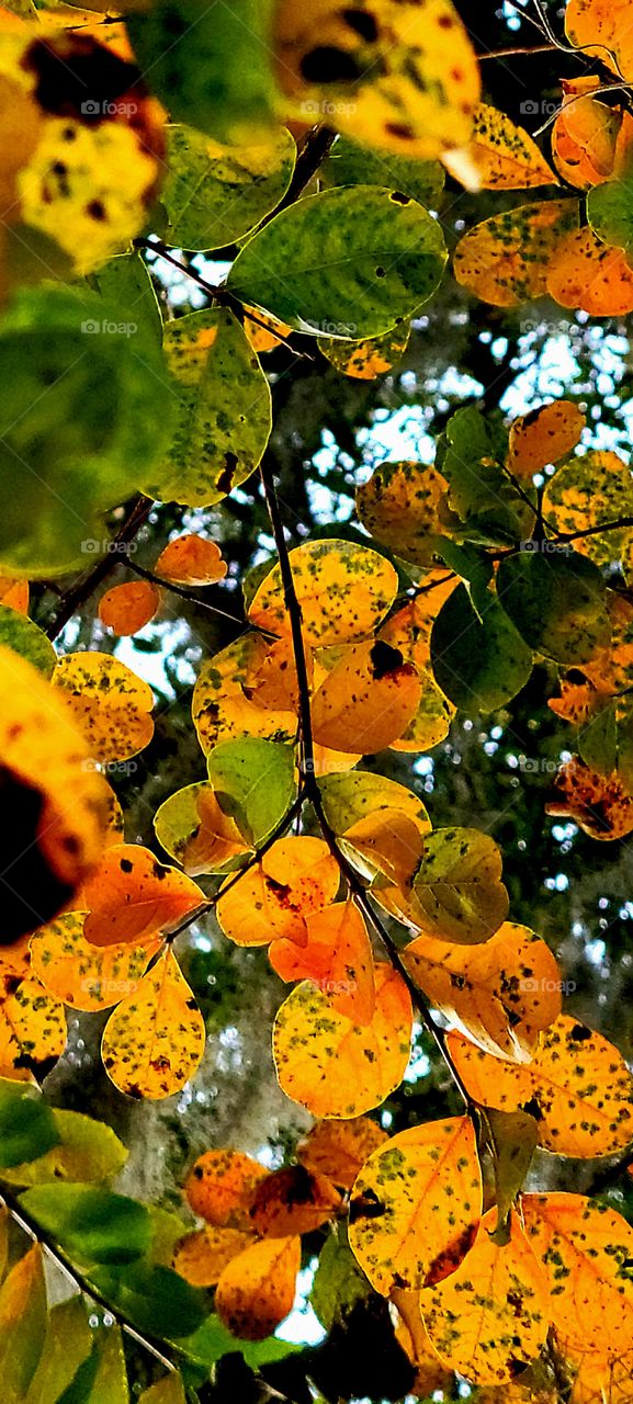 Myrtle Tree in the fall