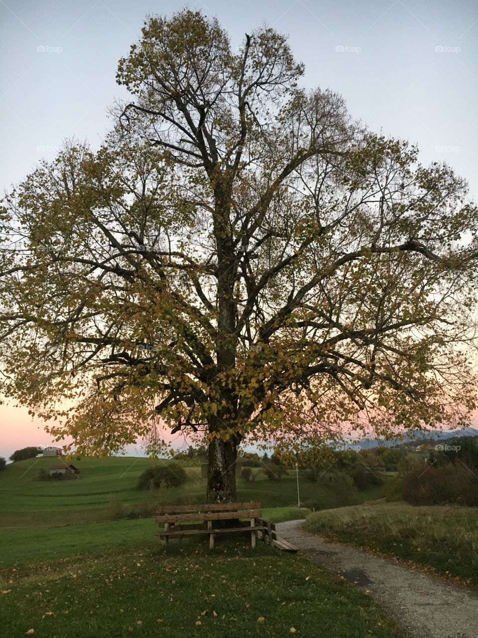 Unter der Linde in Pfronten 