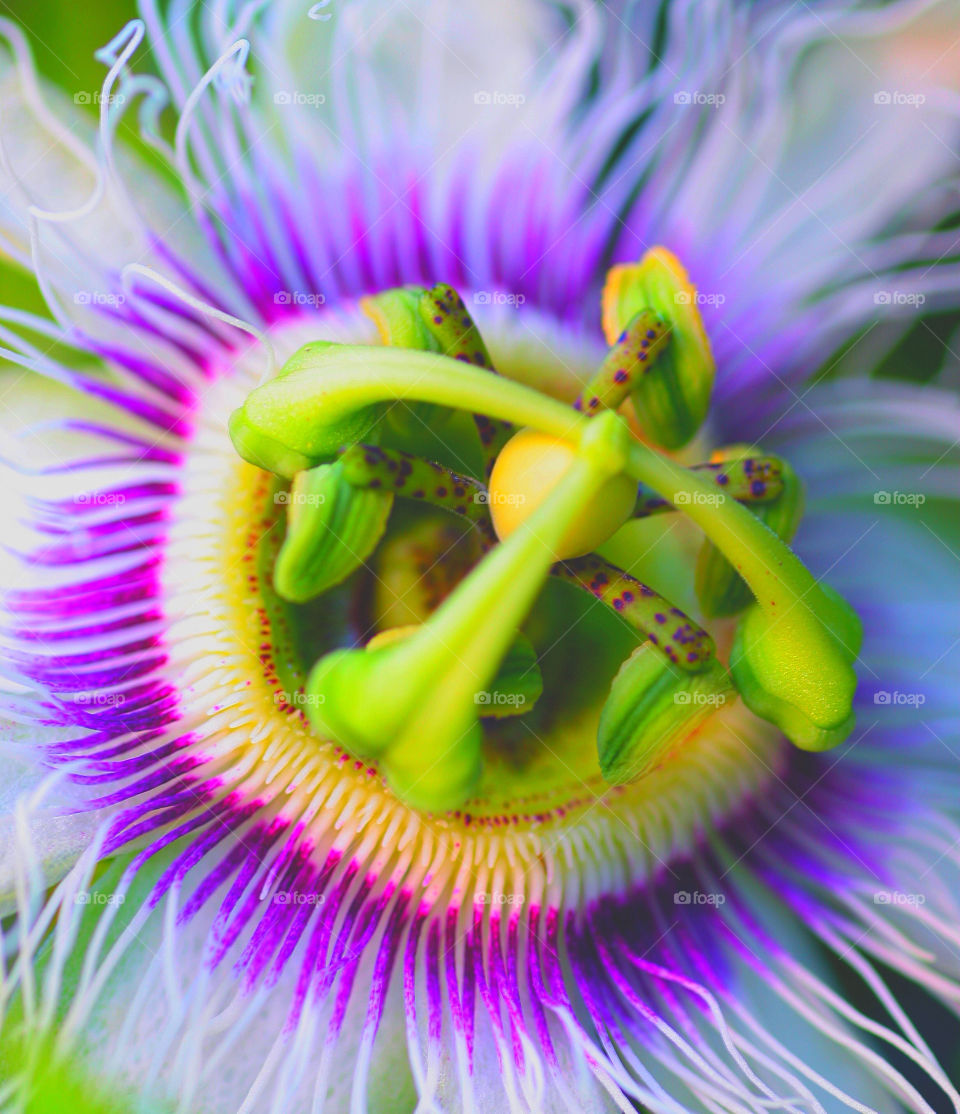 High angle view of flower stigma