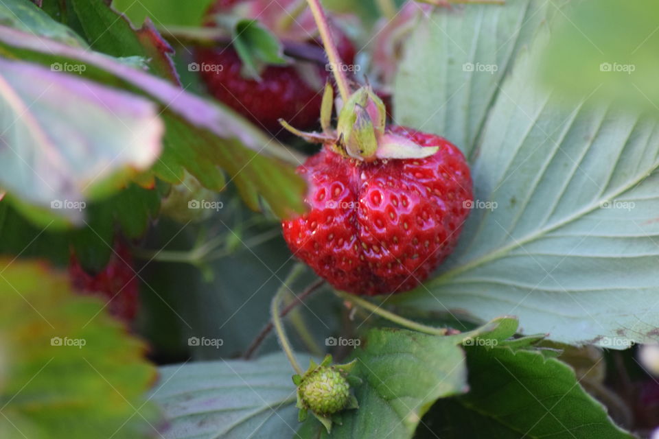 Leaf, Nature, No Person, Fruit, Food