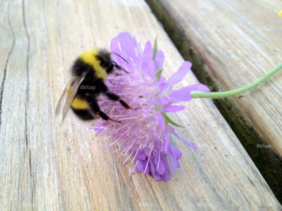 flower bumblebee by larsp